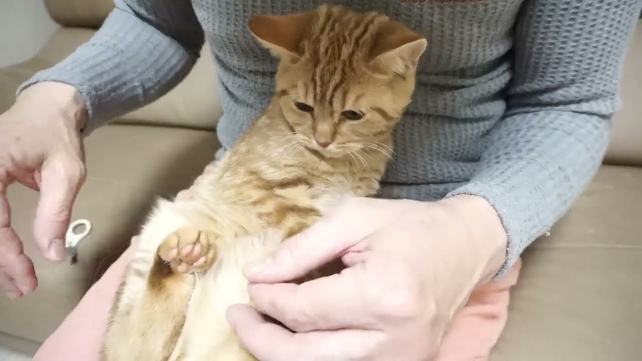 セルカークレックス子猫　2022.9.30産まれ 　レッドタビー　男の子　シーダキャット猫のお店　Selkirk Rex