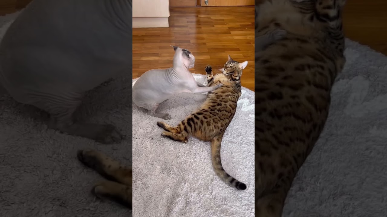イカ耳最高ww面白い猫の喧嘩【ベンガル スフィンクス猫】