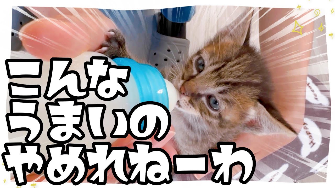 【子猫の離乳食とミルク】「ガツッガツガツ」ひたすら食べる！★鳴き声がBGM【保護猫生活34日目】