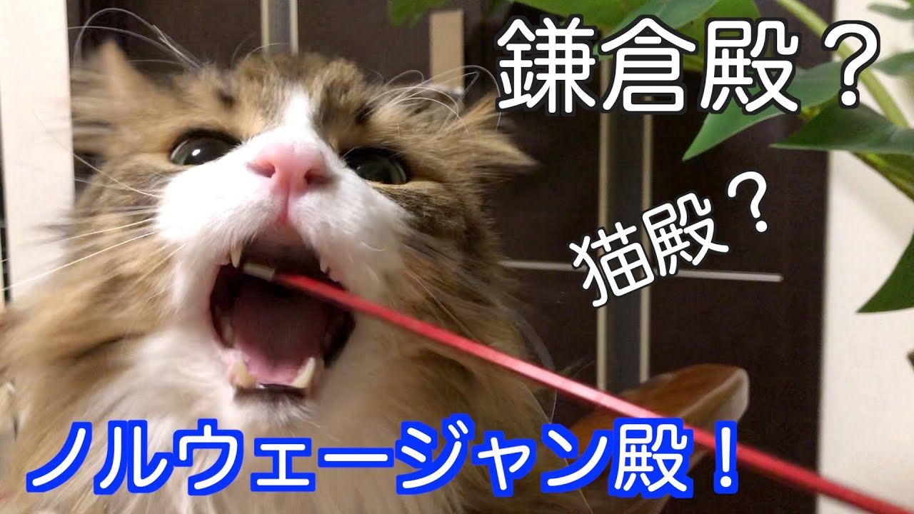 我が家の鎌倉殿？猫殿？ノルウェージャンフォレストキャット殿！