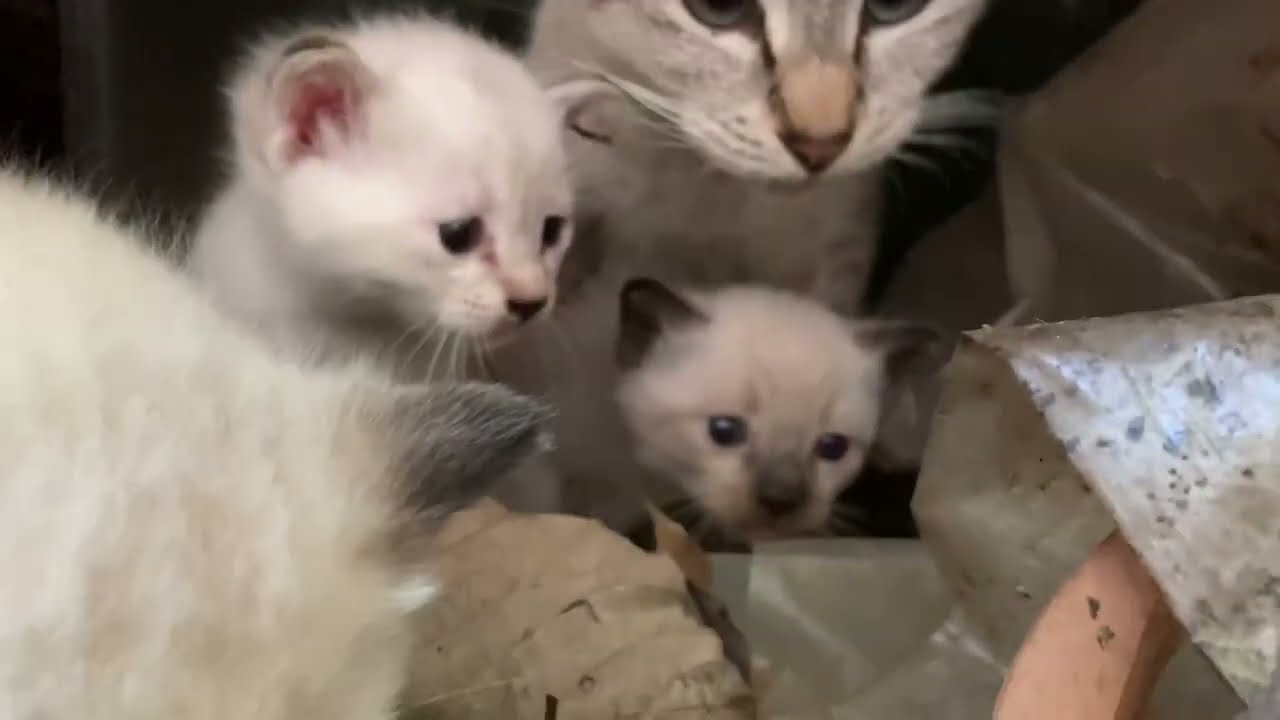シャム猫ファミリーが顔をにょきにょき出す