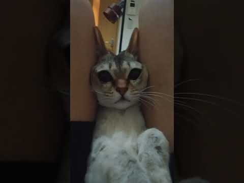 シンガプーラ猫は、はさまって身動きがとれない　#shorts