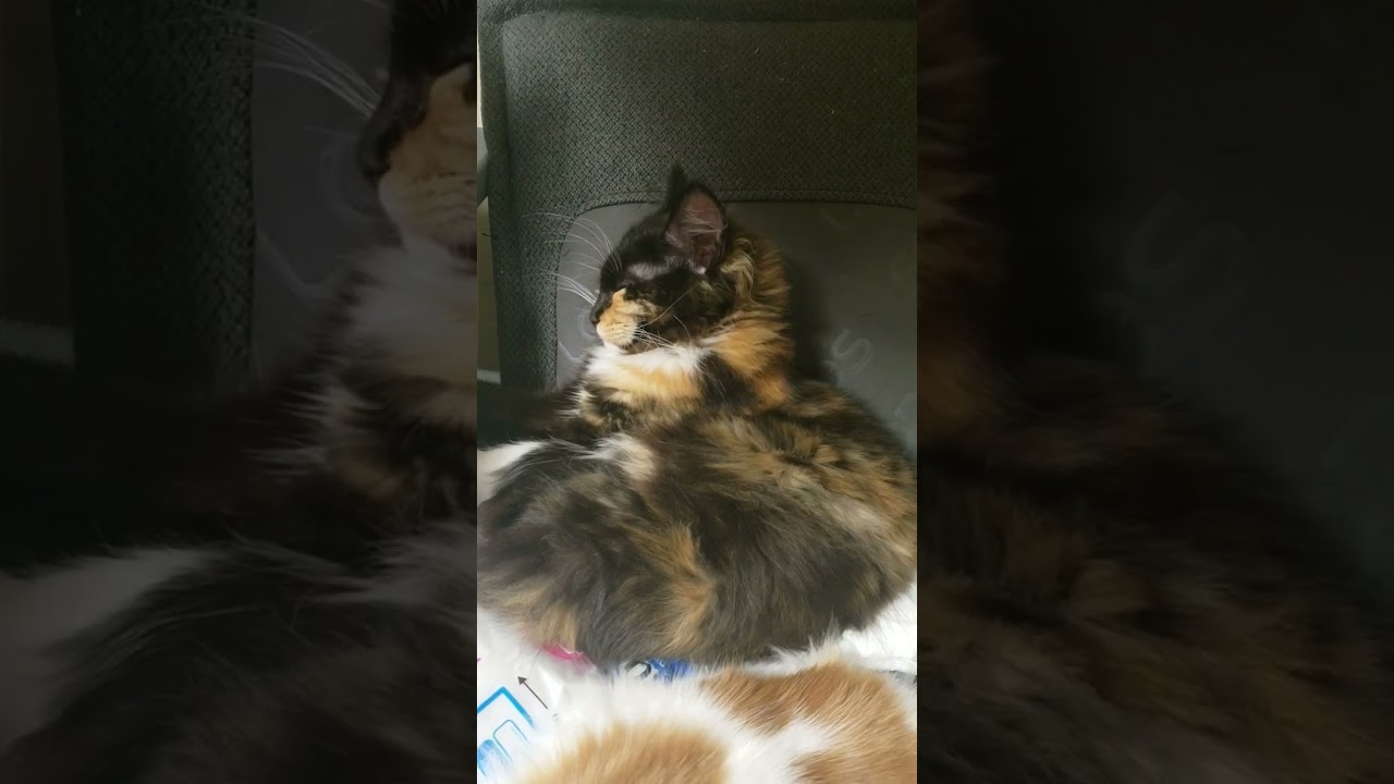 座椅子に座るとこうなる#shorts #チャンネル登録 #メインクーン