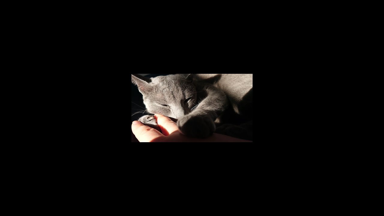 【猫動画】嫁の指を枕にするロシアンブルー【russianbule】#shorts　Russian blue that uses the finger of the bride as a pillow