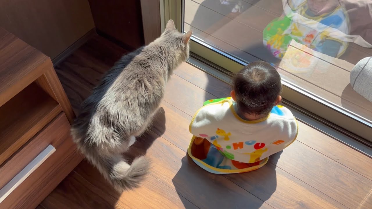 置いてけぼりにされて泣く赤ちゃんと外に行きたくて常に狙っている猫　ノルウェージャンフォレスト　A cat that always wants to go outside and is aiming