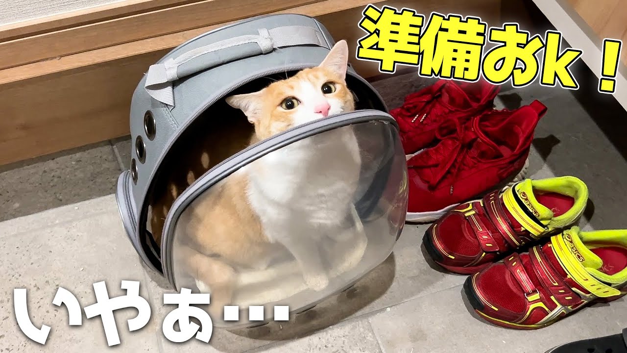 当然のようにお買い物についてこようとする猫