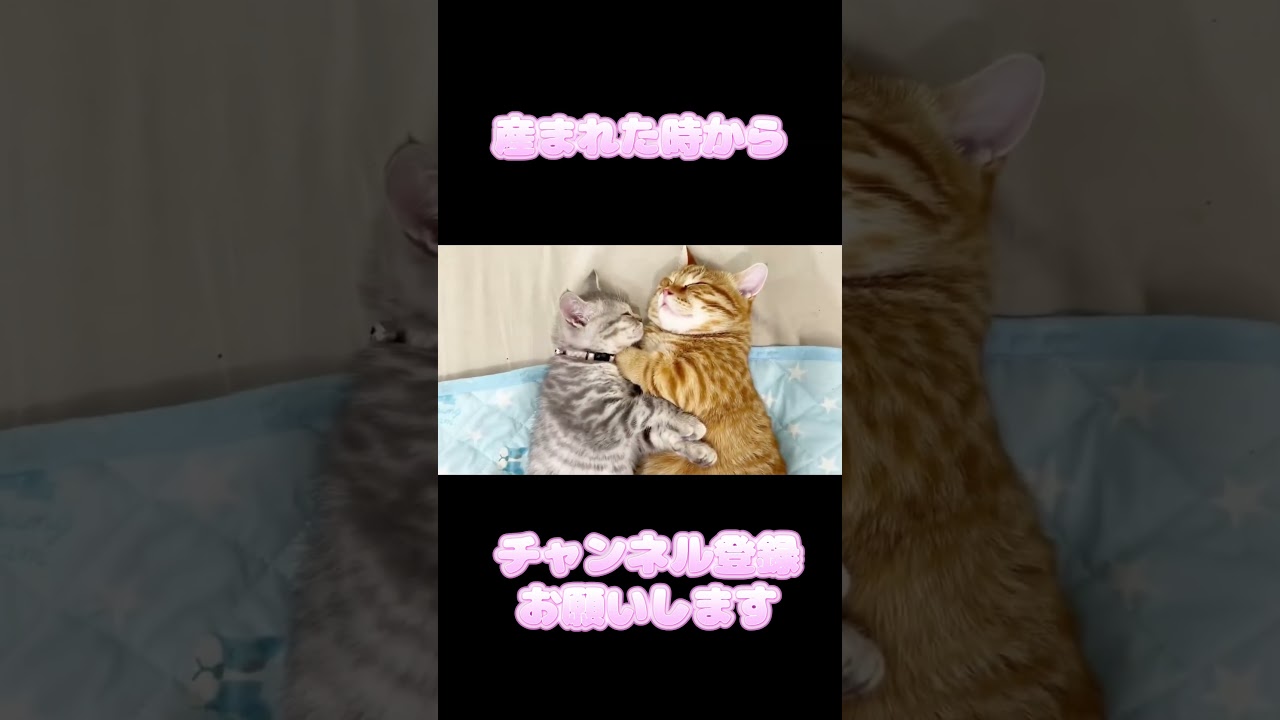 妹と手を繋いで眠る子猫 #shorts
