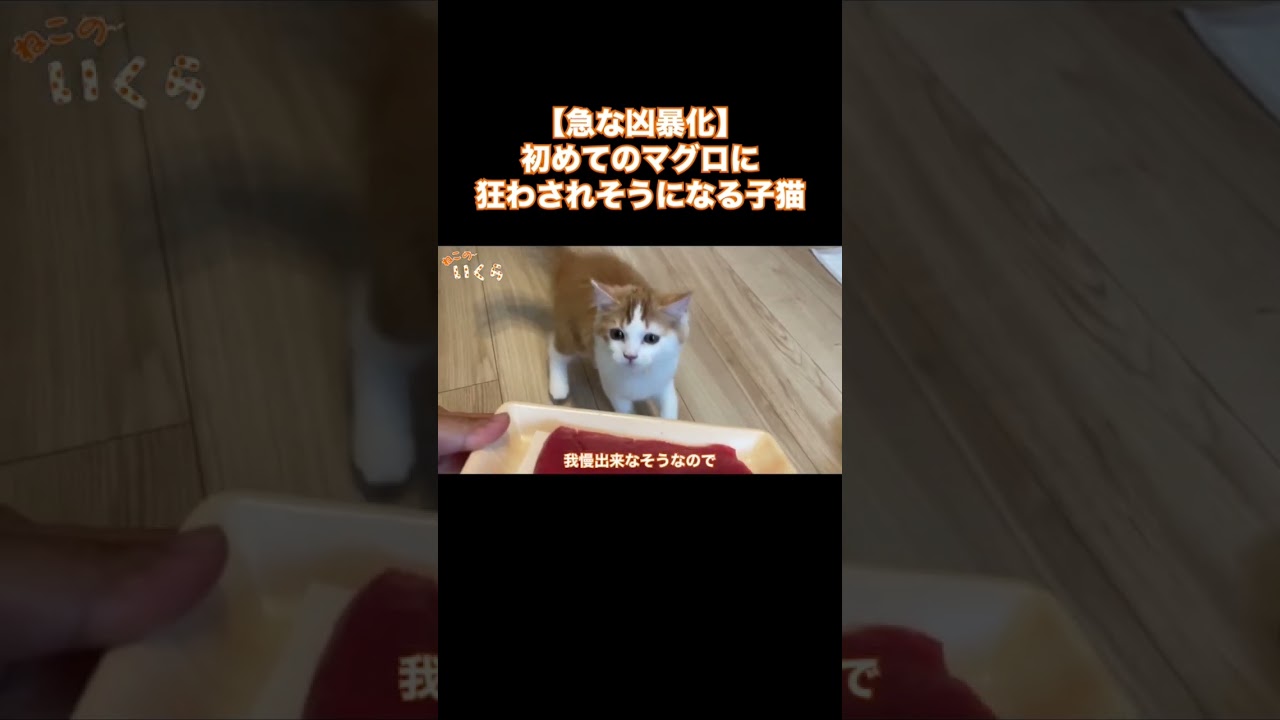 本能剥き出しの子猫が凶暴化しました…#マンチカン #子猫