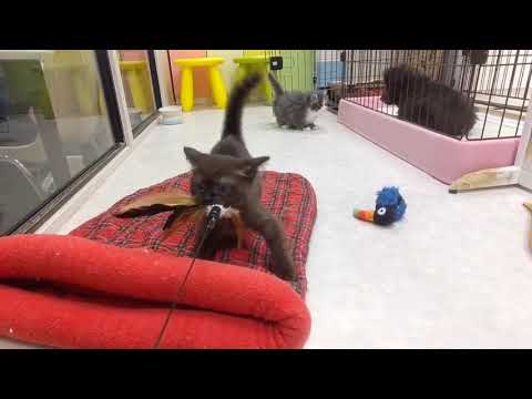 60420　バーミーズ