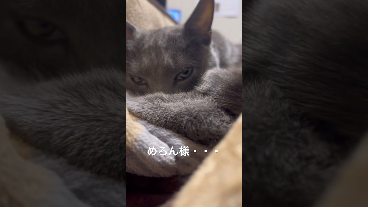 【ロシアンブルー】めろんめっちゃ睨んでます😅【猫】#shorts