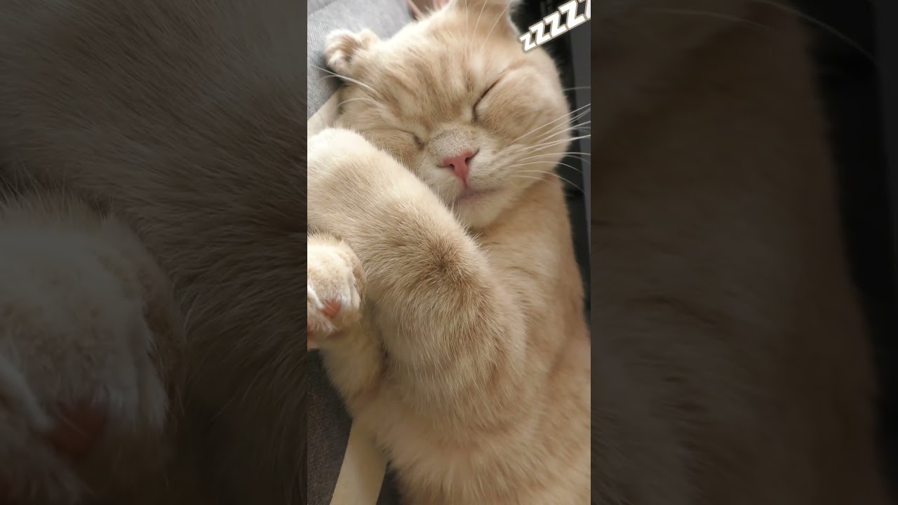 ギュッがかわいい子猫【スコティッシュフォールド】#shorts #かわいい #子猫