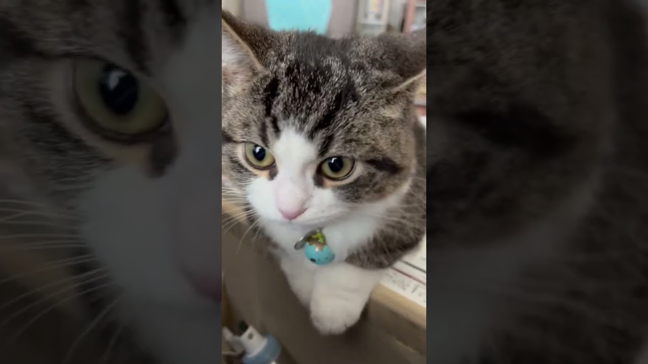 マンチカン子猫「雉」　ドアップ