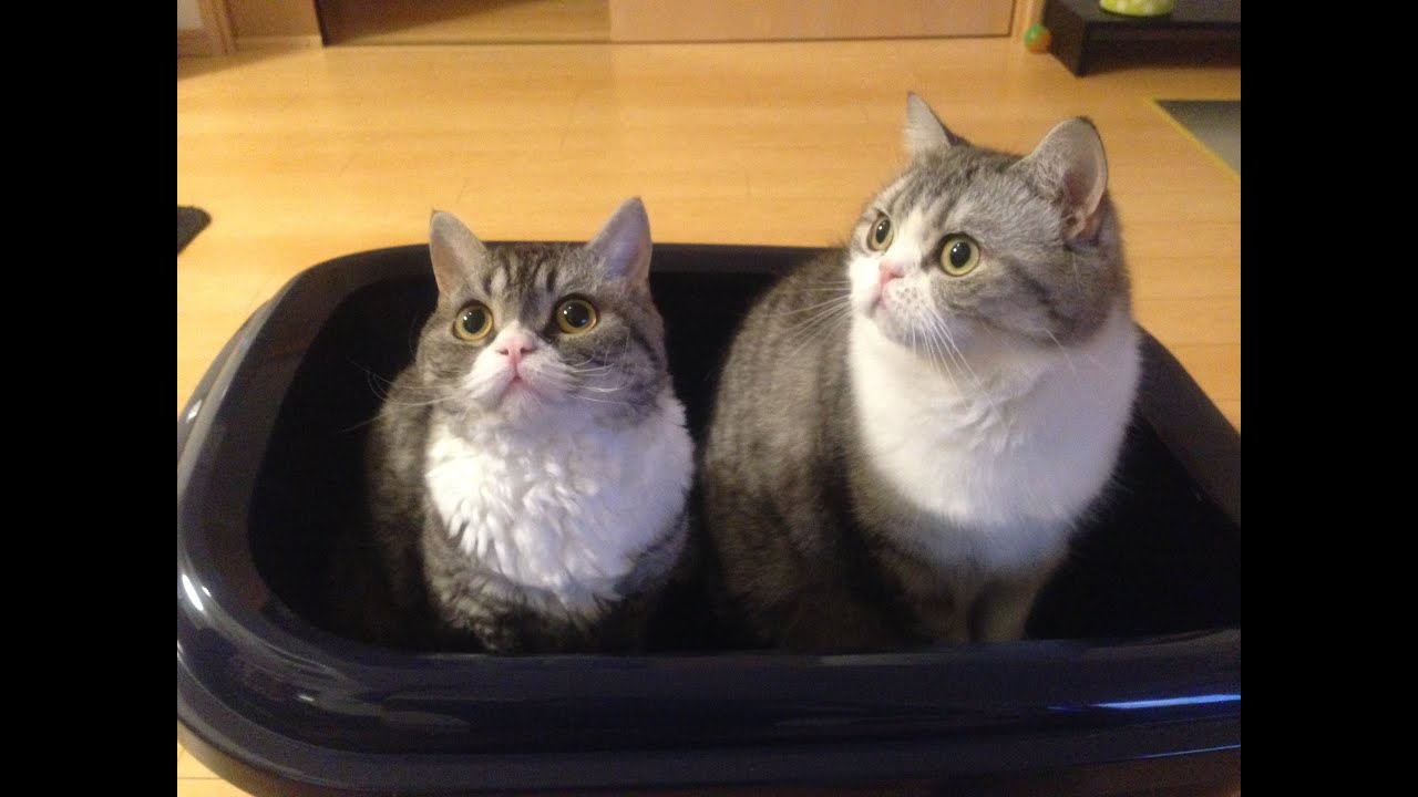 ＜激カワ猫＞ ネタ豊富なウチのセルカークレックス(猫)たち ベジットとバーダックの紹介 an introduction of Vegetto & Burdock, the funniest cats