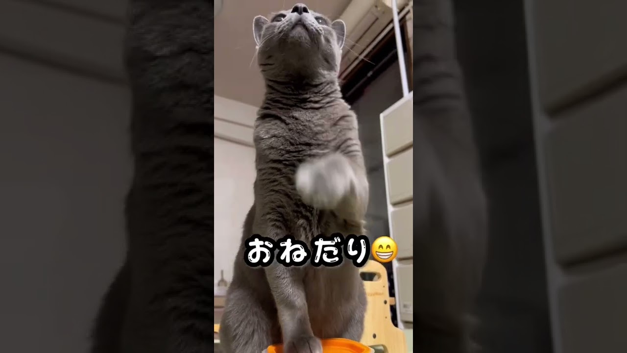 【ロシアンブルー】今朝のめろん、いつも通り元気です😌【猫】#shorts