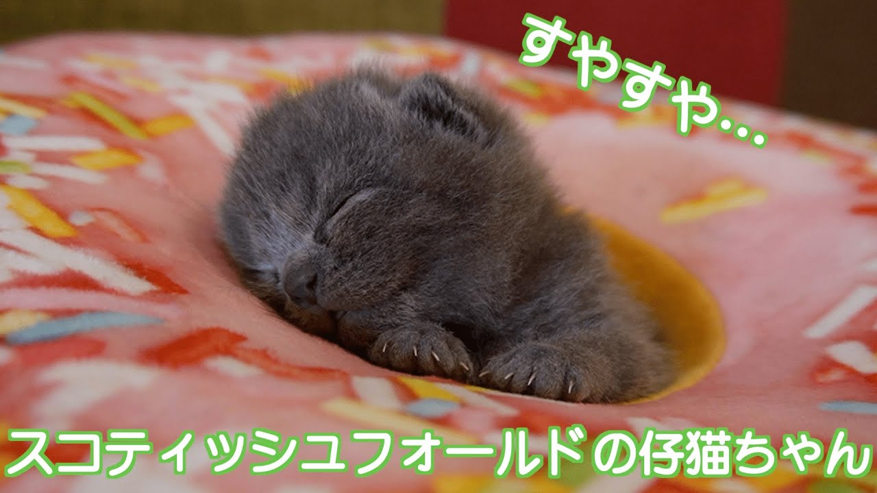 【スコティッシュフォールド　子猫】