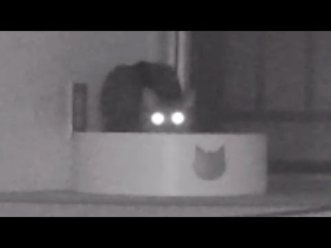 夜中に子猫の部屋を盗撮したらマジで怖すぎた...