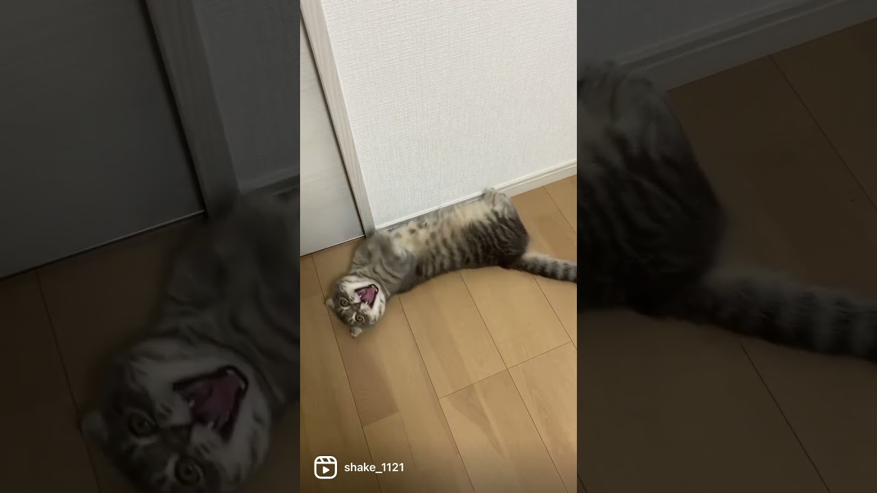 怠惰な猫がこちら2   #マンチカン #短足マンチカン #Shorts
