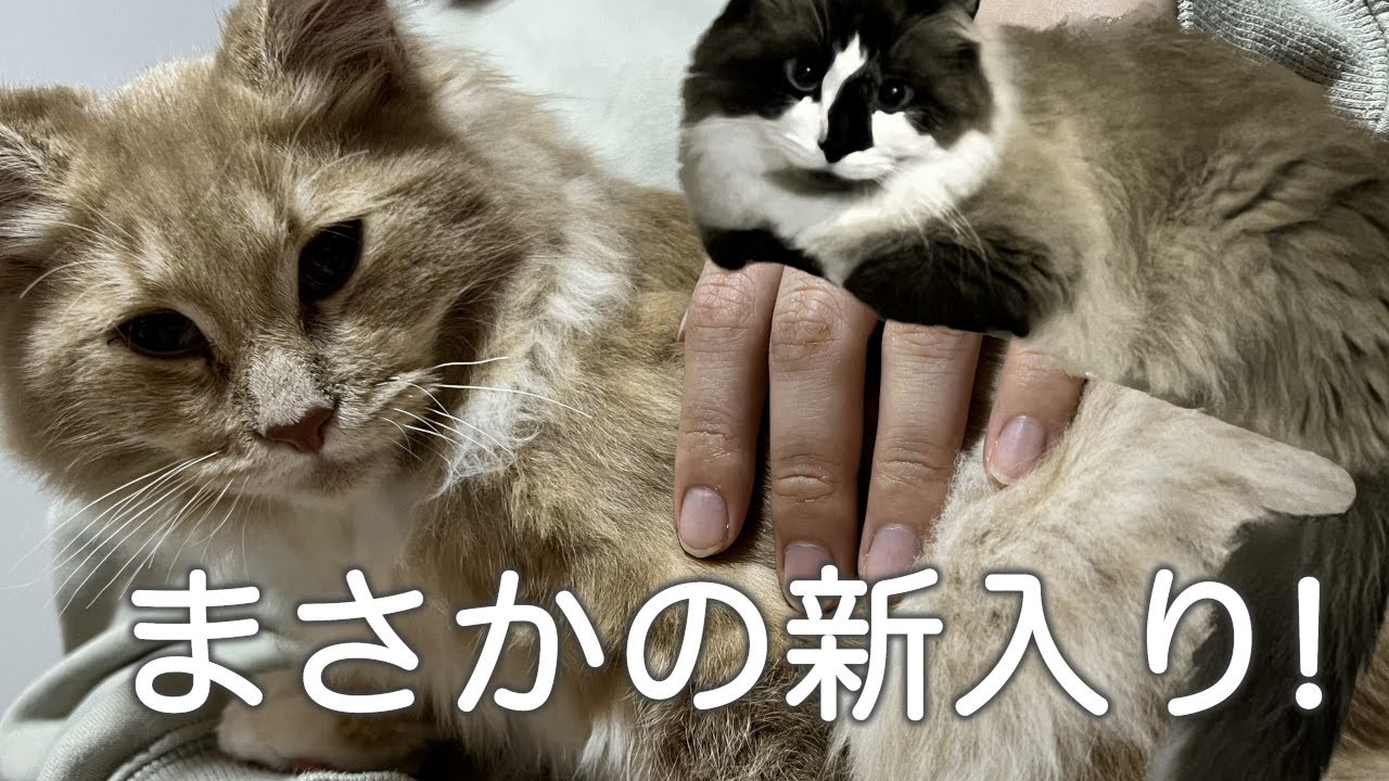 【新入り登場】子猫に威嚇する アメリカンカール