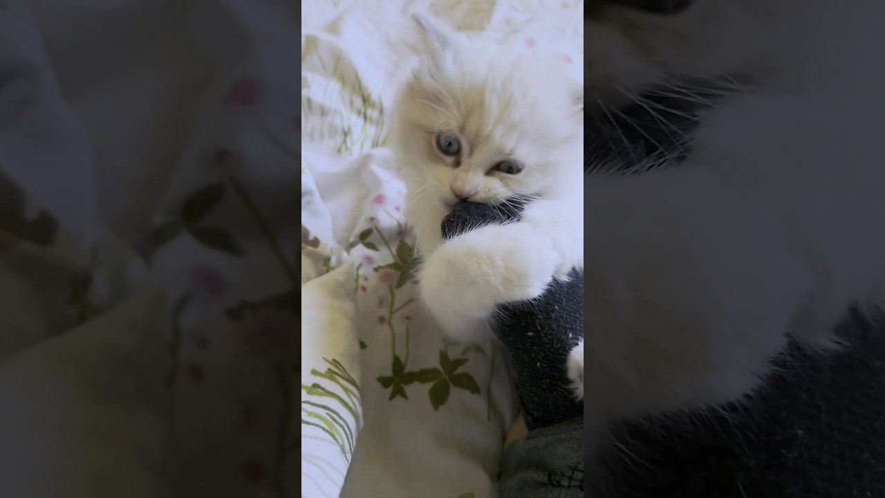 可愛い子猫が悪魔に変わる瞬間#ラガマフィン