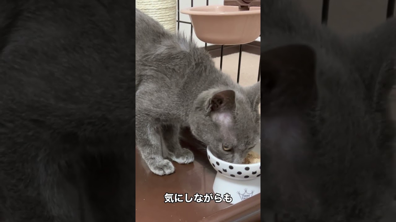 保護したロシアンぽい子猫、プチ怪獣アオくん・２日目夜ご飯 #shorts