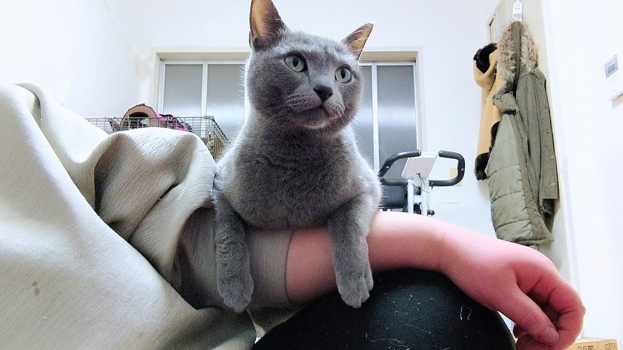 【猫動画】あの手この手で旦那にご飯アピールするロシアンブルー【russianbule】Russian blue that appeals to her husband