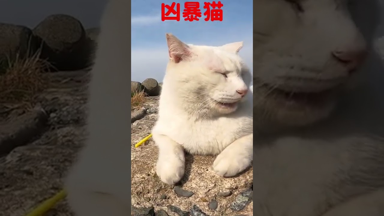 あの凶暴猫のカリン様が可愛いウサギ耳 Ferocious cat #shorts