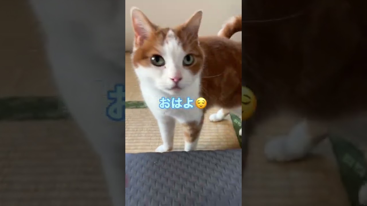 これうちだけ🤔？？？ #猫 #スコティッシュフォールド #ねこのいる生活
