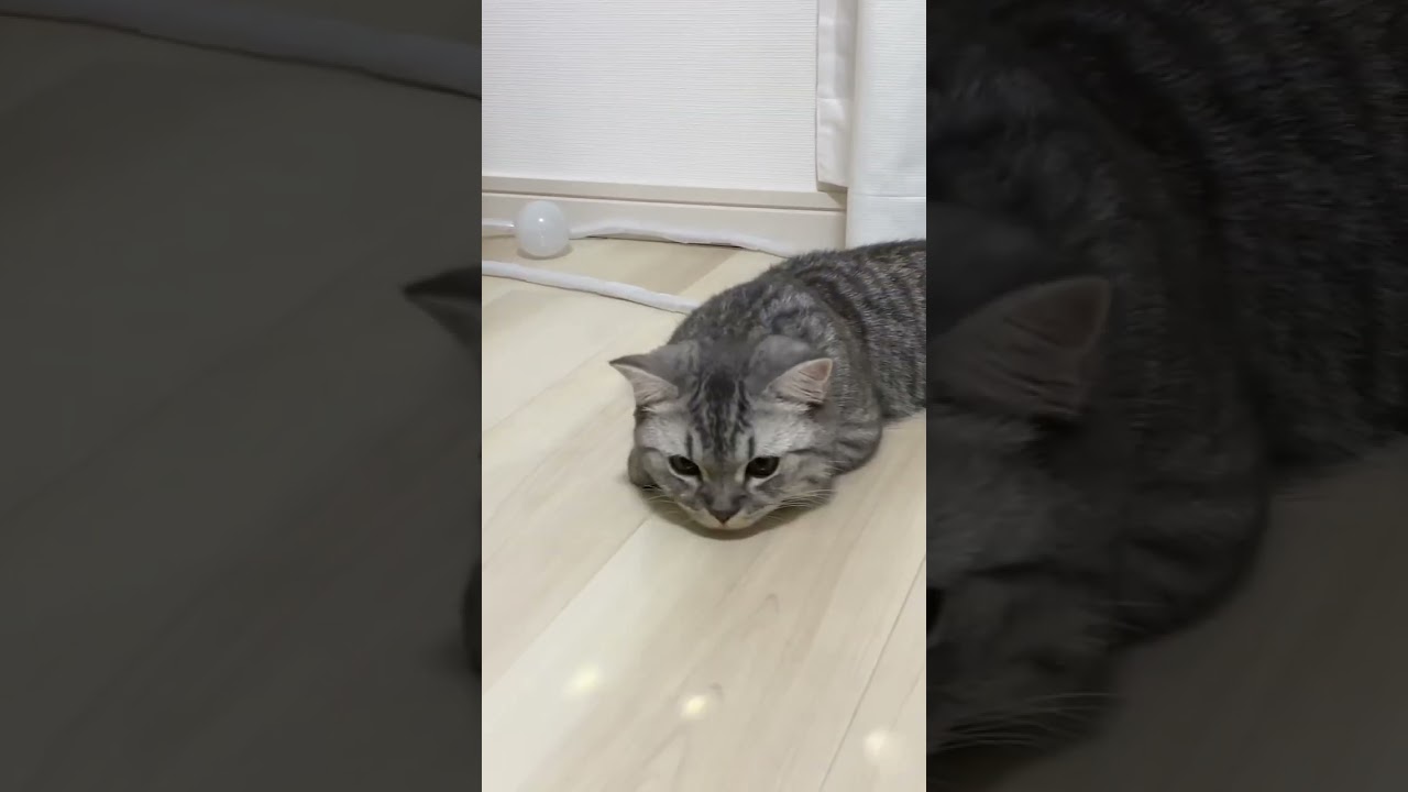 虫メガネで猫を観察してみた😸 #shorts #猫 #マンチカン #cat #kitty #bts #dynamite