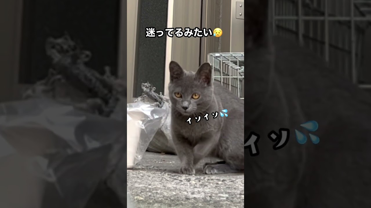 突然、迷い子猫がやって来た！グレイ柄のプチ怪獣は入園希望でしょうか？ #shorts