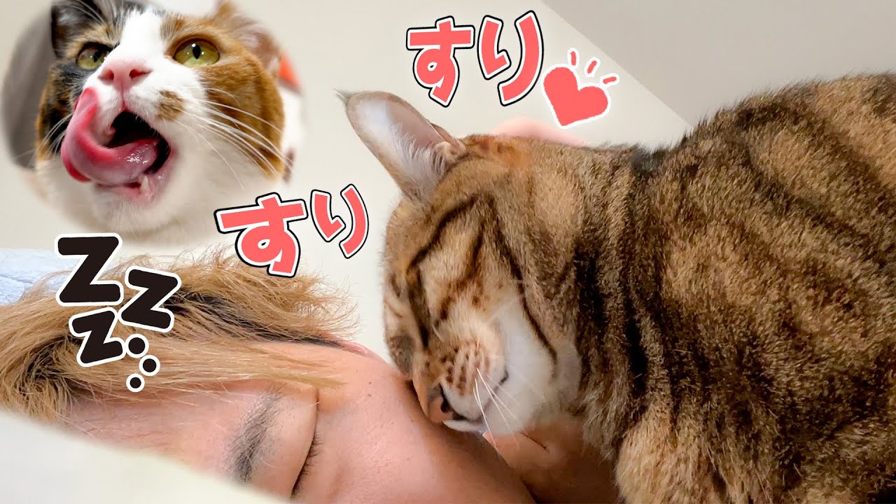 寝ている飼い主の顔にスリスリし続けて耳も食べようとする猫