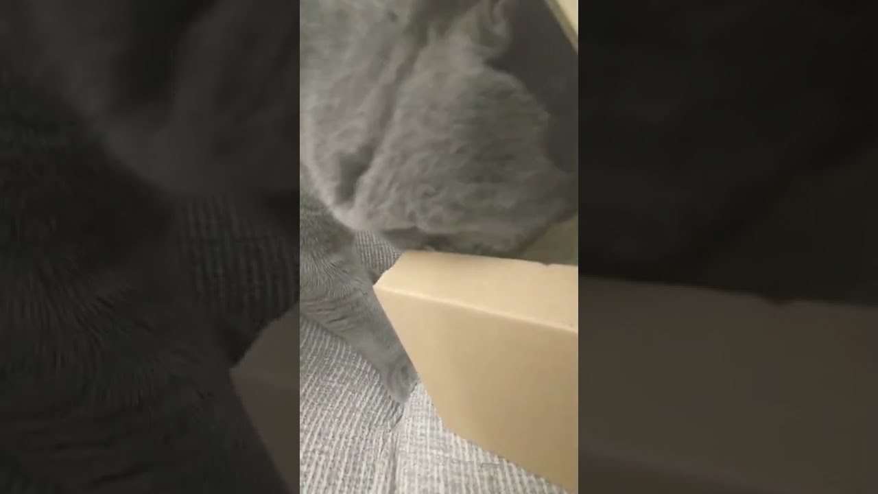 シャルトリュー 開封を手伝ってくれる #shorts