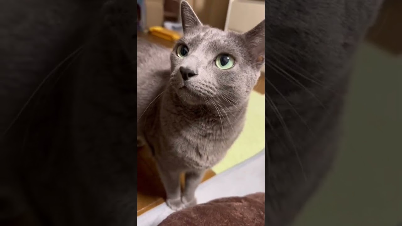 【ロシアンブルー】めろんのおねだり声いっぱい😌【猫】#shorts