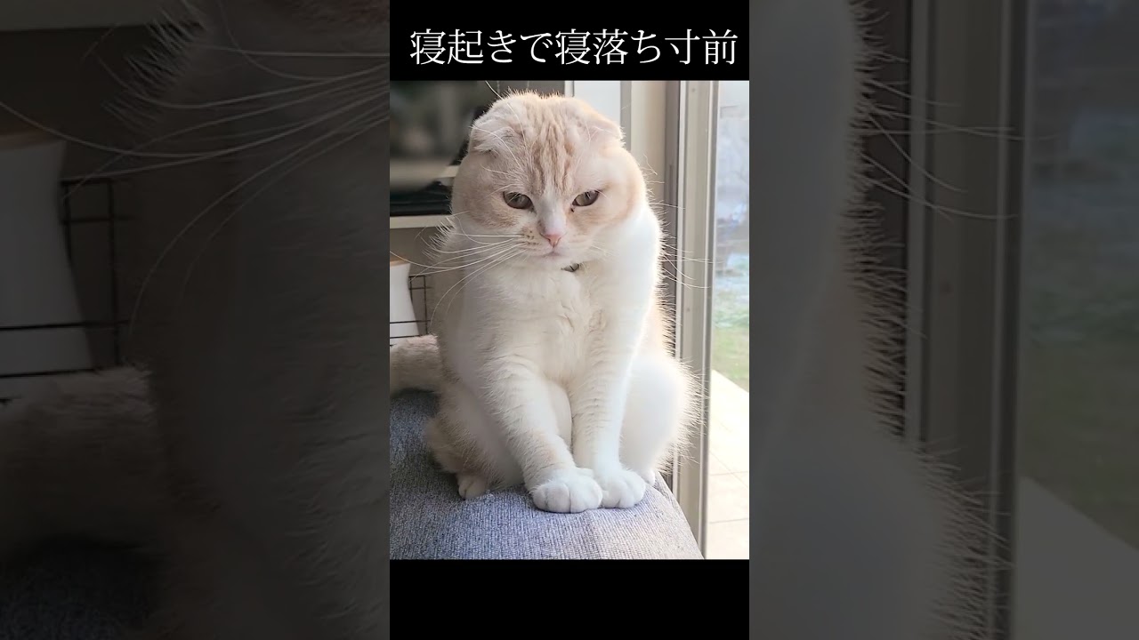まるすぎる猫の寝起きがまるくて可愛すぎる#猫