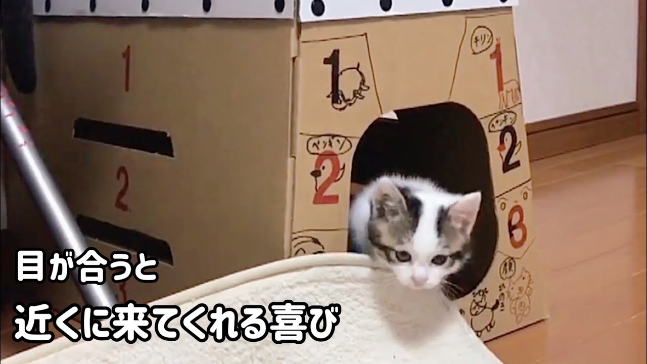 目が合うと近くに来てくれる子猫