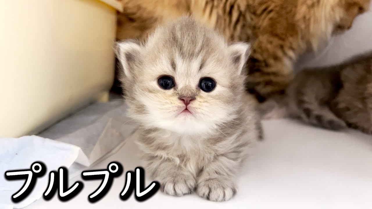 【ペルシャの子猫】プルプルしながら涙目で見てくるのがたまらん件 ∼猫のいる生活Vol.631∼ 出産動画 マンチカン短足・ミヌエット・ペルシャ猫専門ブリーダー『ペット蔵人』【子猫の成長記録】
