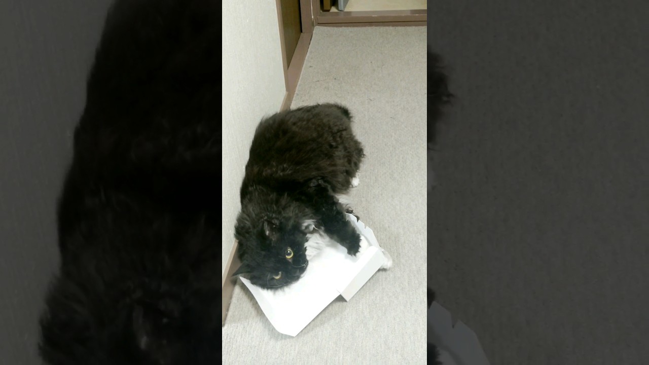 #gatos #cat #shortvideo #selkirkrex #shorts #gatto #セルカークレックス #猫