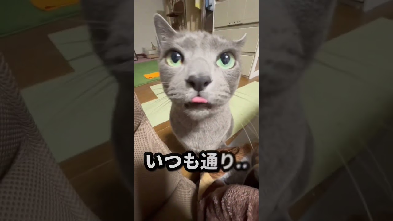 【ロシアンブルー】今年も後3日😅めろんはいつも通りのおねだりです😌【猫】#shorts