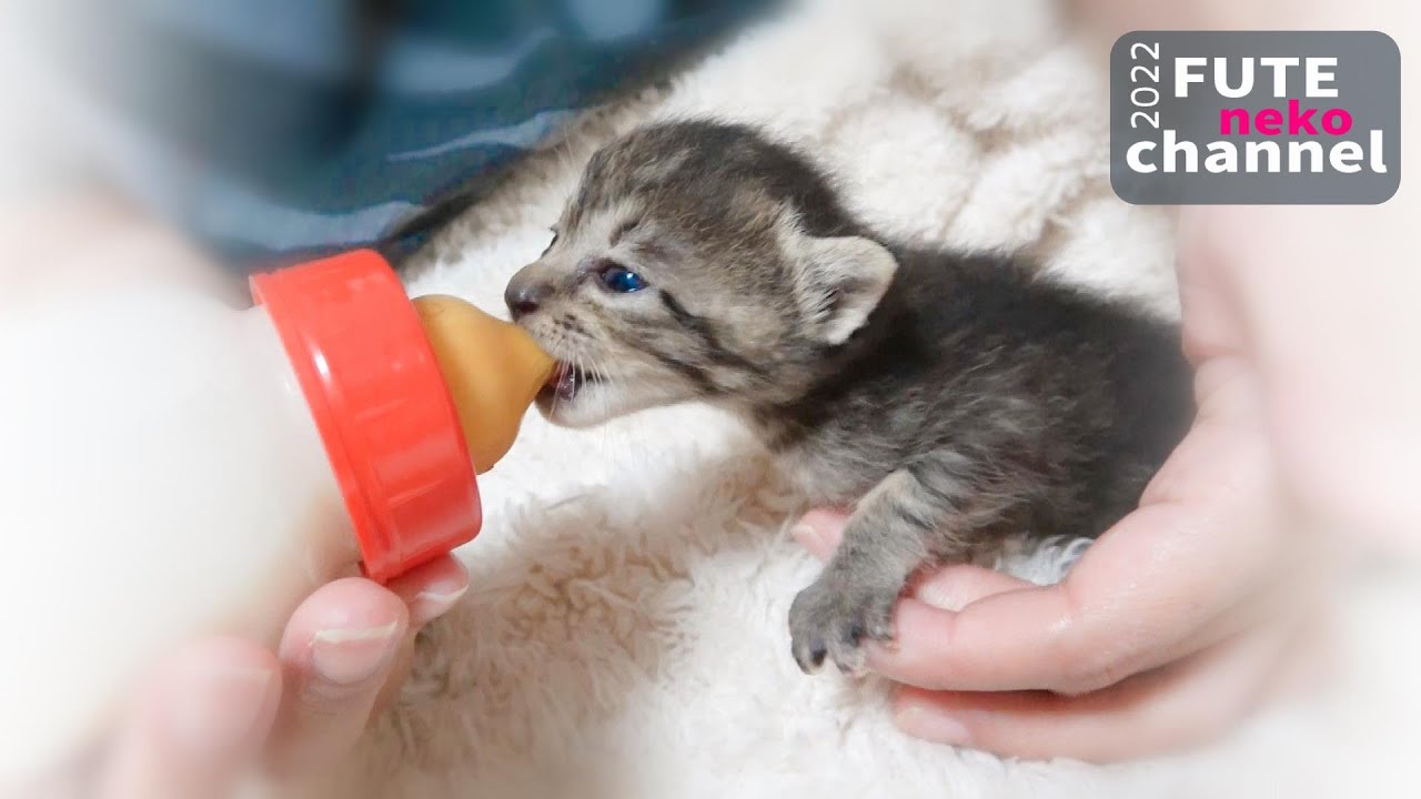ミルクが飲みたくて思わずアウアウ声が出ちゃった仔猫【保護子猫】