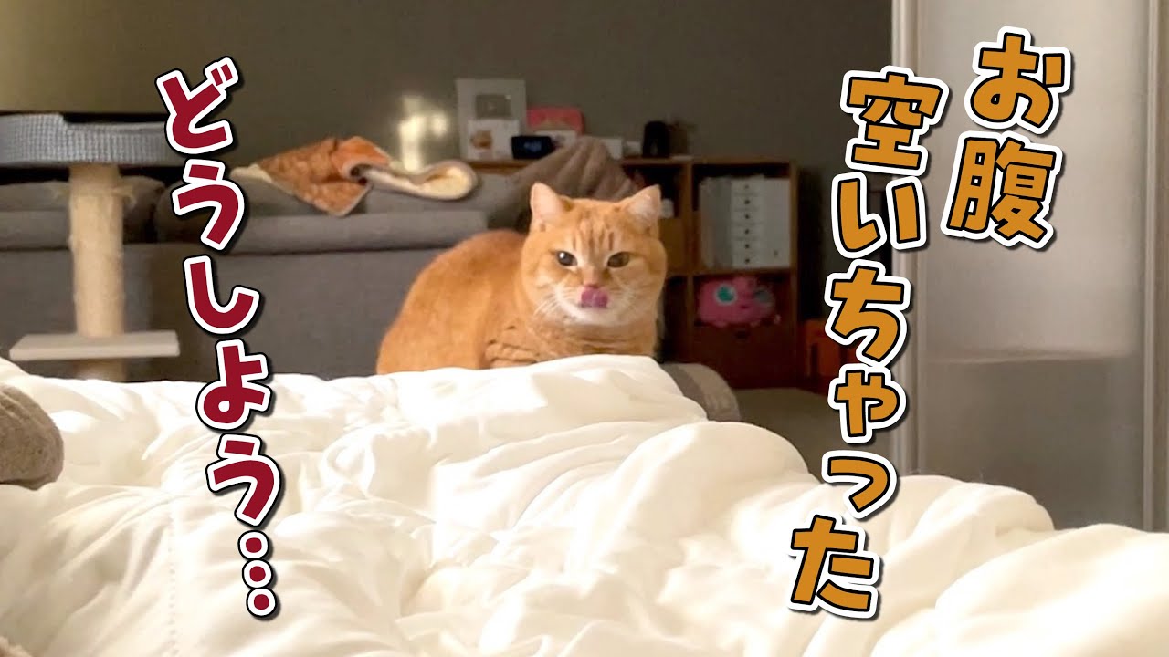 早朝にお腹が空いて目が覚めちゃった猫の行動が健気すぎた…