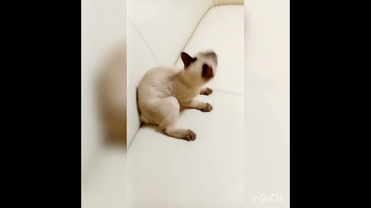 トンキニーズ 楽しいシャンパンソミンク（シルキータッチ！）の男の子♪