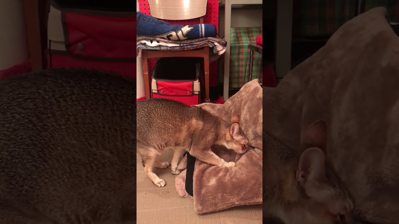 たぬき猫のニオイを確認しちゃうシンガプーラなのにゃ♪