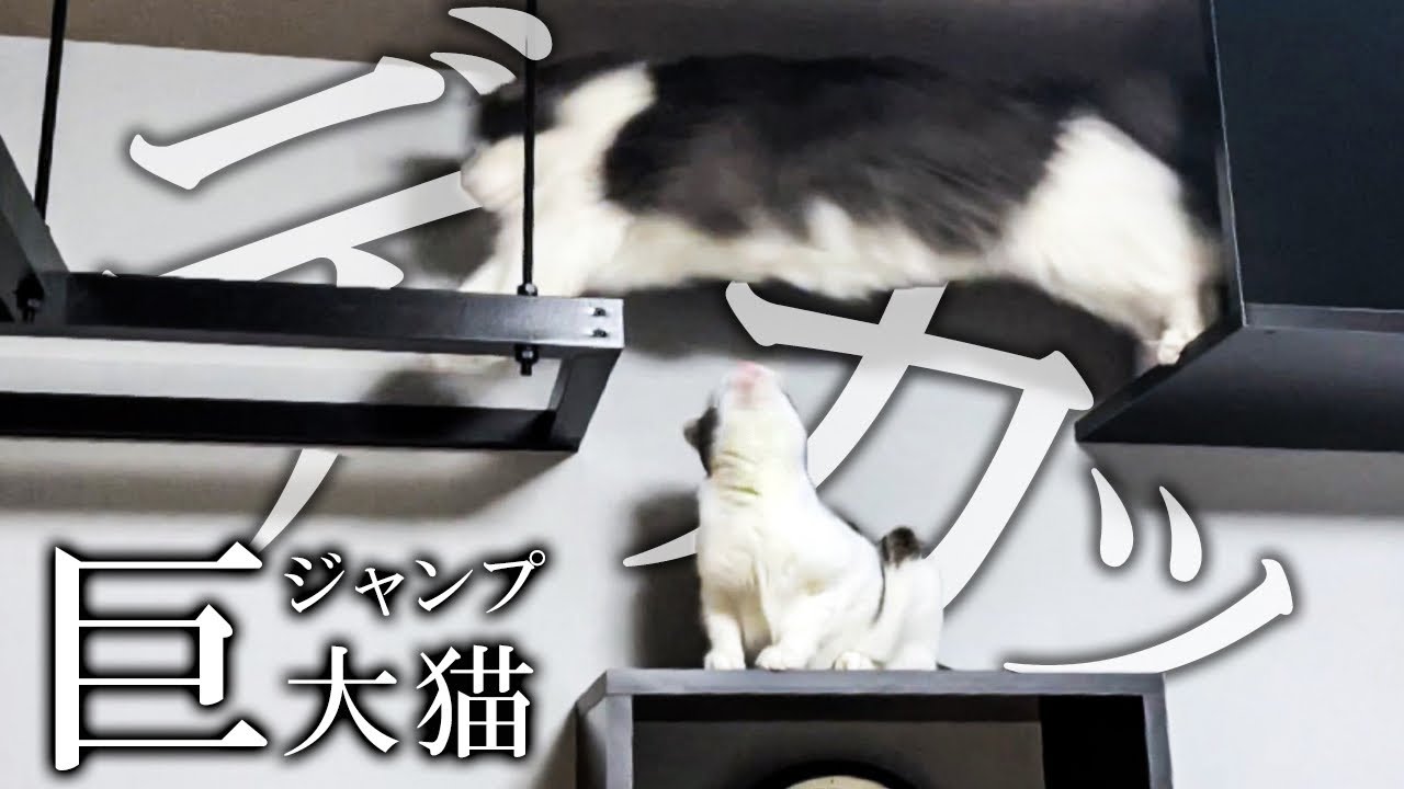寝室にキャットウォークを設置するとこうなる。【ノルウェージャンフォレストキャット】