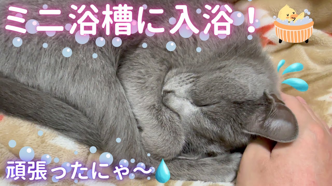 そら式　入浴法（ロシアンブルー）