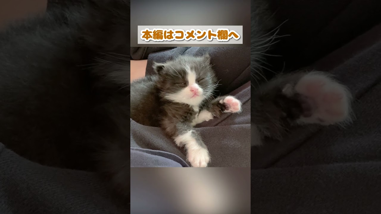 【子猫動画】この動画を見て授業中や会議中に実践してみてねwww #shorts