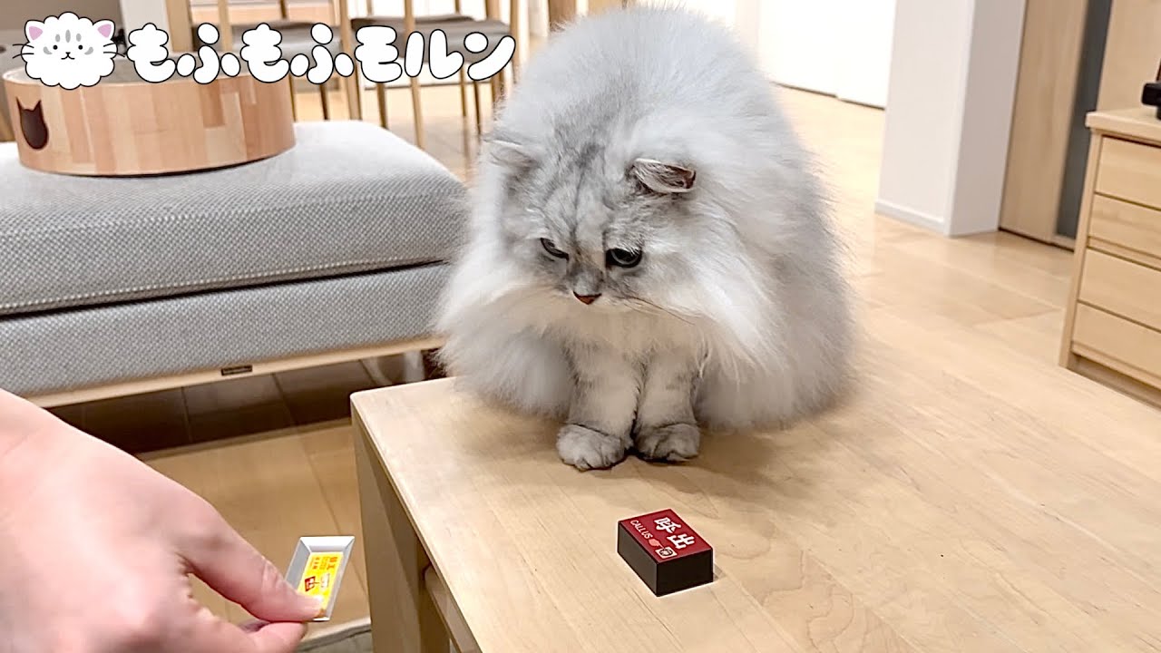 猫が替え玉呼び出しボタンを目の前にすると‥ 【サイベリアン】