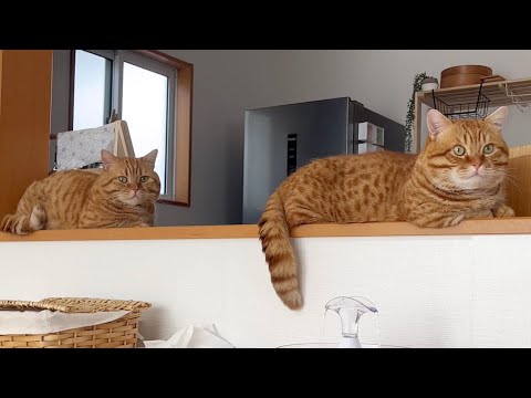 茶々とぽちゃの見分け方は...