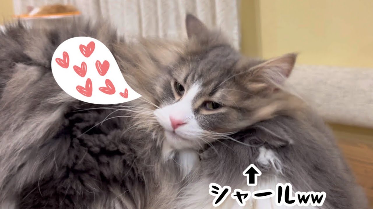 【大好き】愛情表現が可愛すぎるノルウェージャンフォレストキャットwww