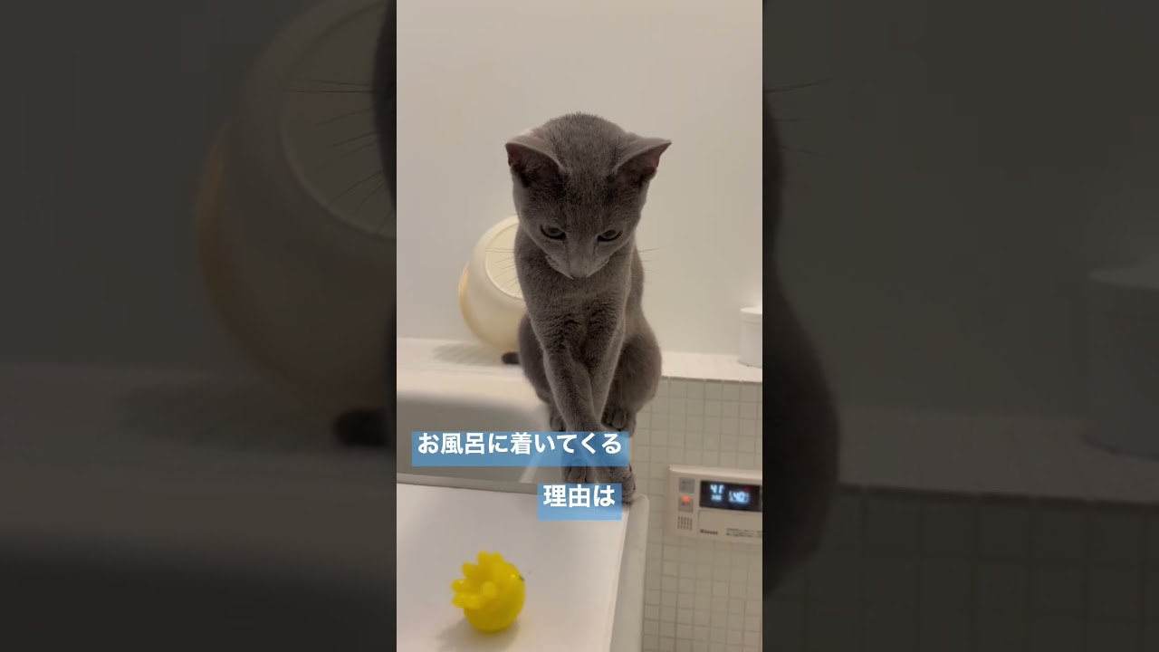 お風呂に着いてくる理由とは。　#Shorts #ロシアンブルー　#ねこ　#ねこ動画　#cat #猫　#Russianblue