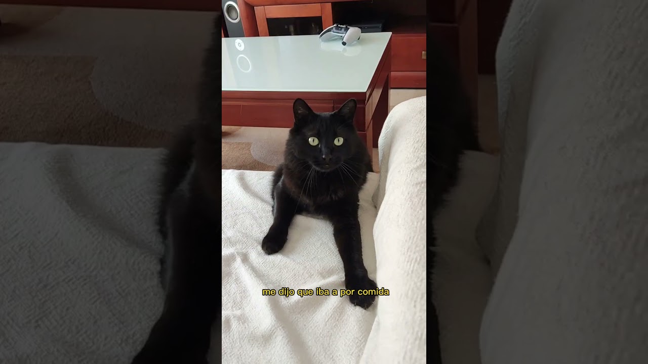 Lo hizo de nuevo 😾🙀