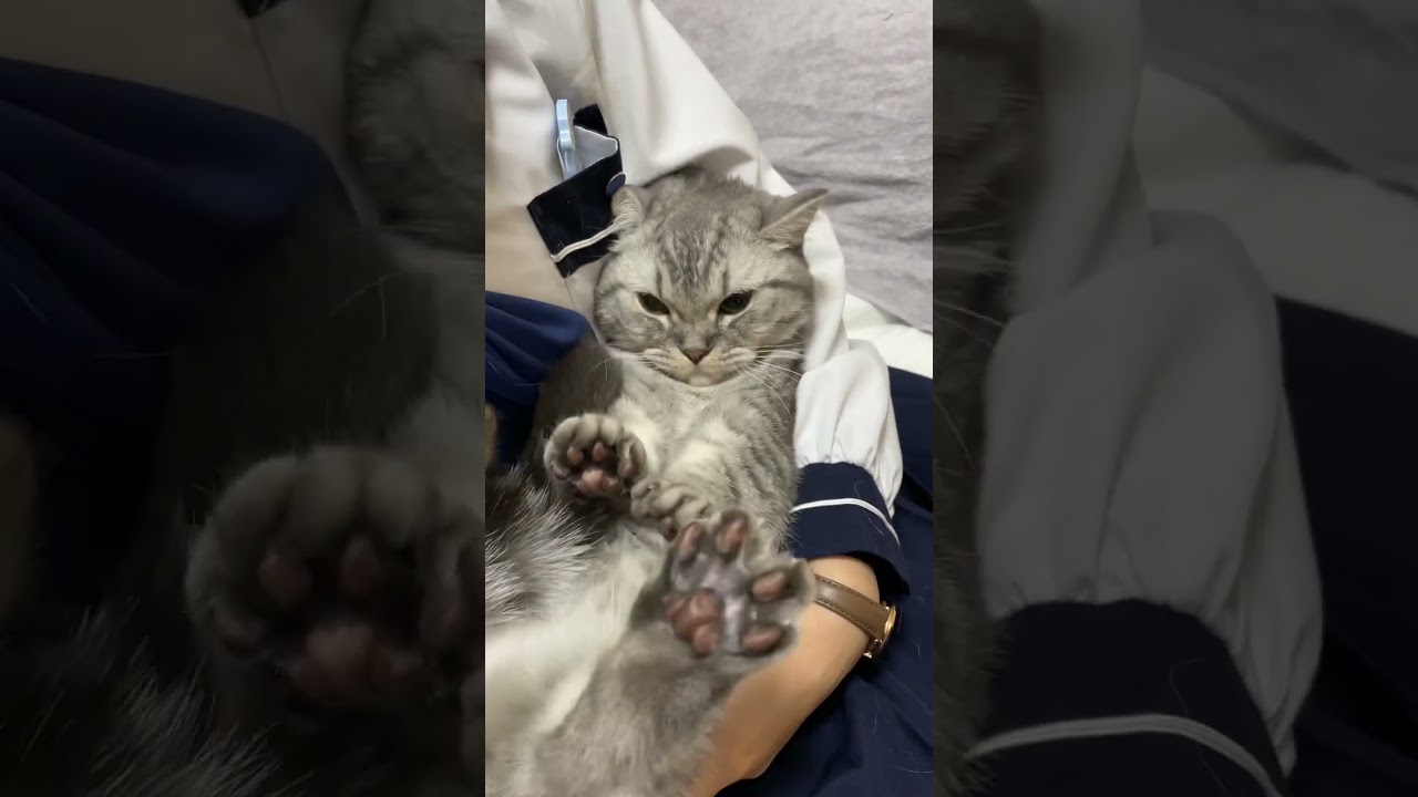 猫に怒られた😸 #shorts  #猫 #マンチカン #マンチカン #cat #kitty #twice #talkthattalk